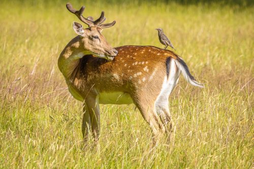 Can I help You - Steve Govan