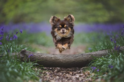Chihuahua jumping - Stuart Lark