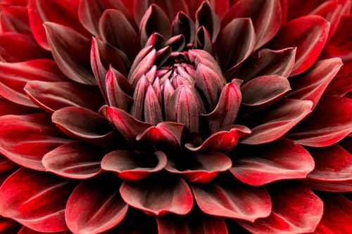 Dahlia detail - Christina Marsh