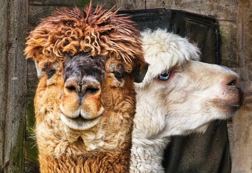 Ewen Joseph - Esther Gallimore