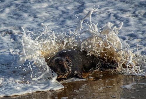 Grey Seal - Barry Rodker