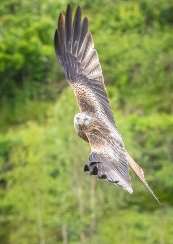 Red Kite in Flight - Steve Govan