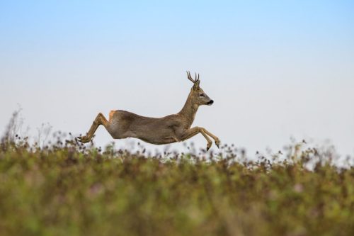 Roe Deer Running - Ben Thompson
