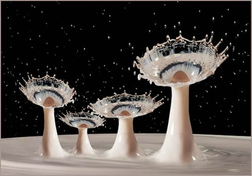 Splash Flowers - Jeanette Davies