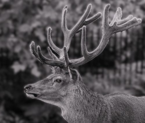 Stagnant - Linda Price