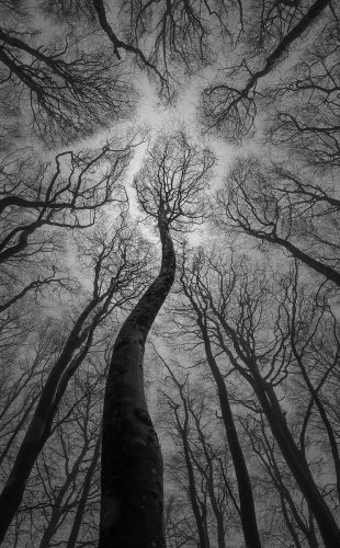Tall trees - Steve Randall