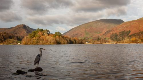 Windermere Heron - Will Delves