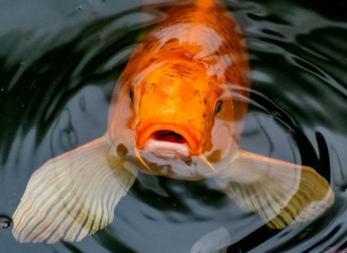 Feed Me!!! - Barry Rodker