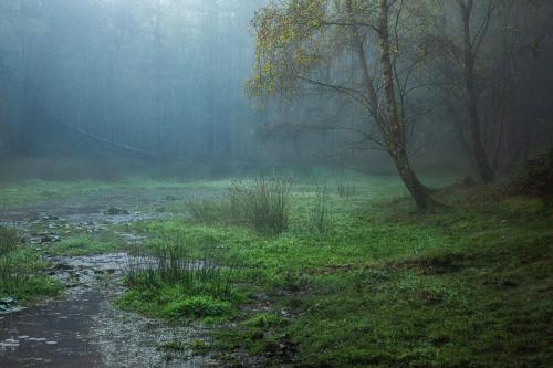 Misty morning - Christina Marsh