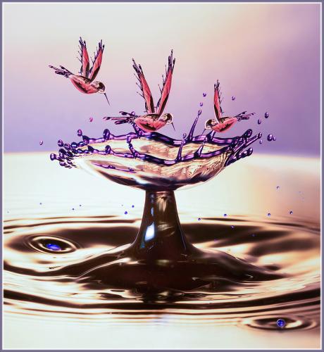 Humming Bird Splash - Jeanette Davies