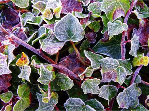 The autumn leaves - Ken Denney