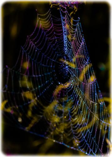 Nature's Jewels - Melanie Fisher