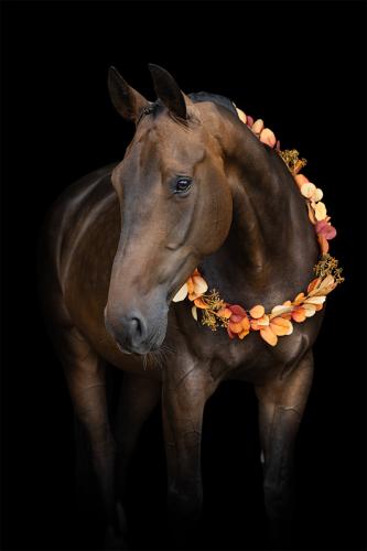 Autumn horse portrait - Stuart Lark